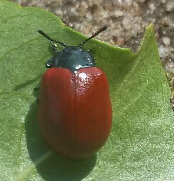 Image of Chrysomela populi