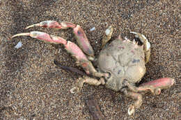 Image of carrier crab