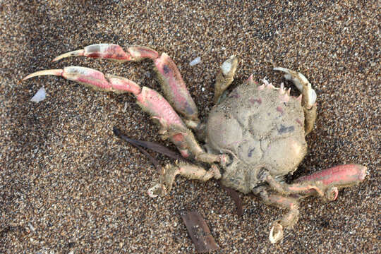 Image of carrier crab