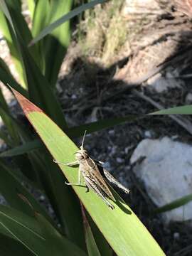 Eyprepocnemis plorans meridionalis Uvarov 1921 resmi