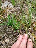 Image de Erigeron allisonii