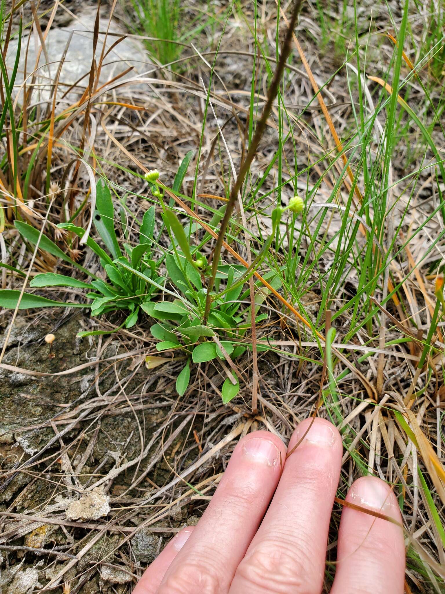 Слика од Erigeron allisonii