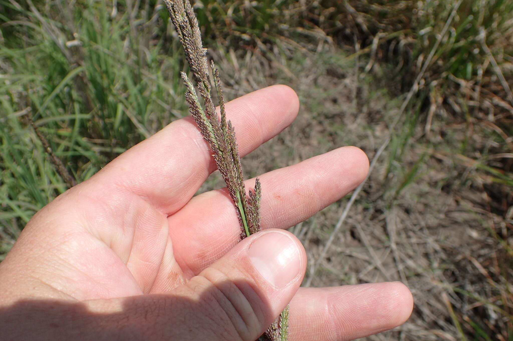 Image of Nealley's Viper Grass