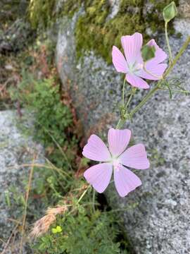 Image of Malva tournefortiana L.