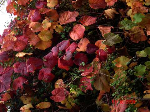 Image of crimson glory vine