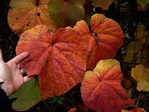 Image of crimson glory vine