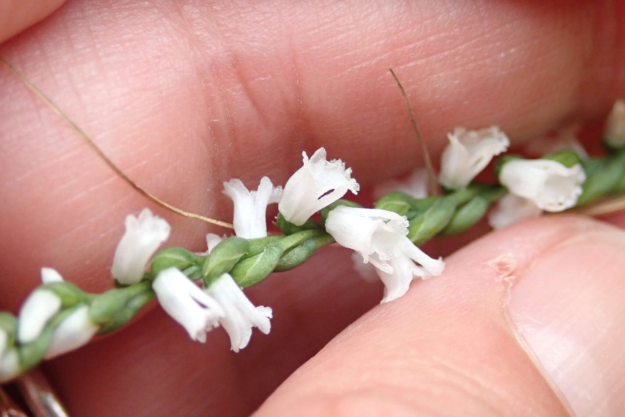 Imagem de Spiranthes tuberosa Raf.