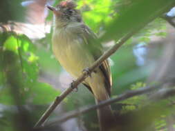 Image of Sepia-capped Flycatcher