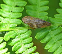 Image of European Alder Spittlebug