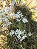 Sabatia quadrangula Wilbur resmi