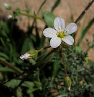 Plancia ëd Holosteum glutinosum (M. Bieb.) Fisch. & C. A. Mey.