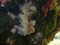 Image of stinker sponge