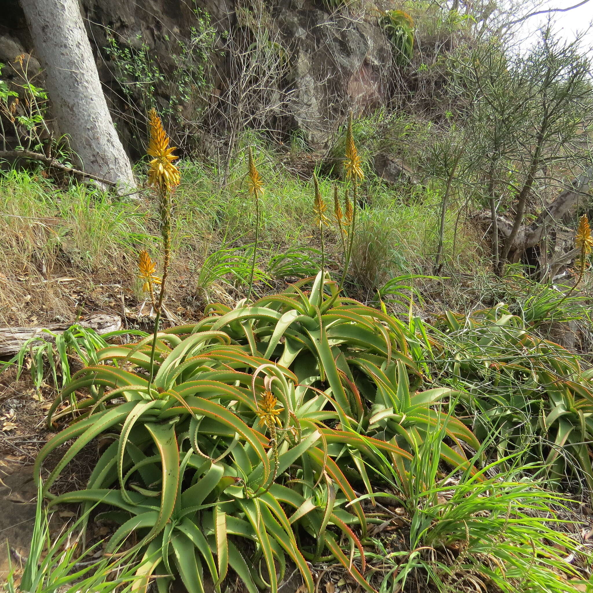 Image of Aloe vanbalenii Pillans