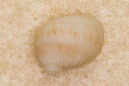 Image of Naticinae