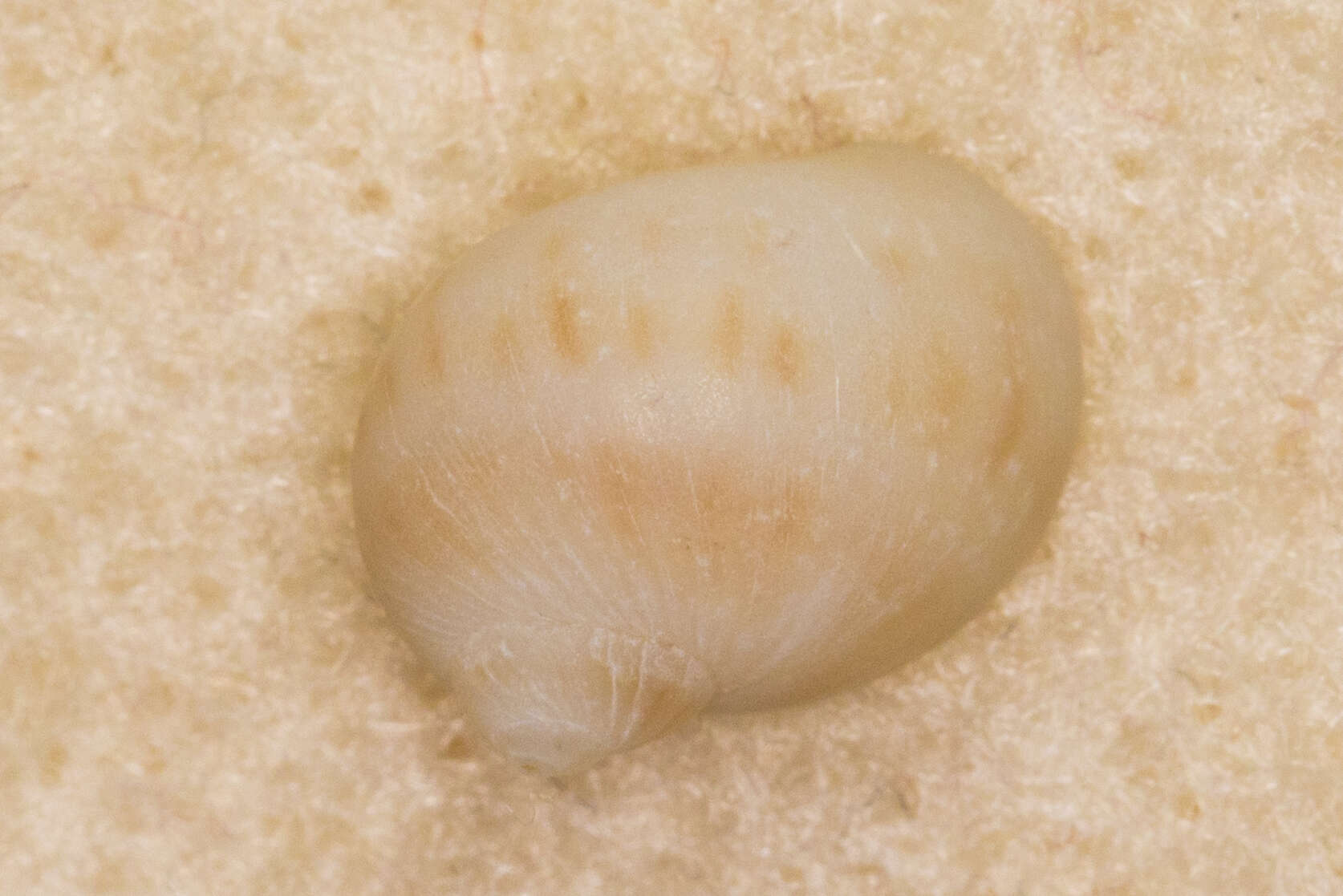Image of Notocochlis gualteriana