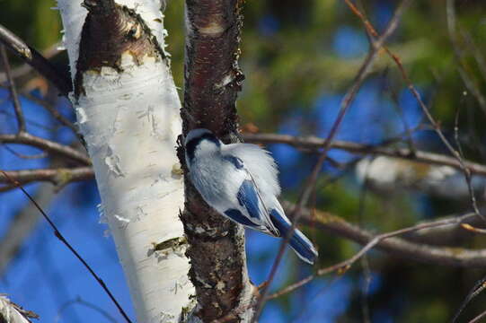 Image of Azure Tit