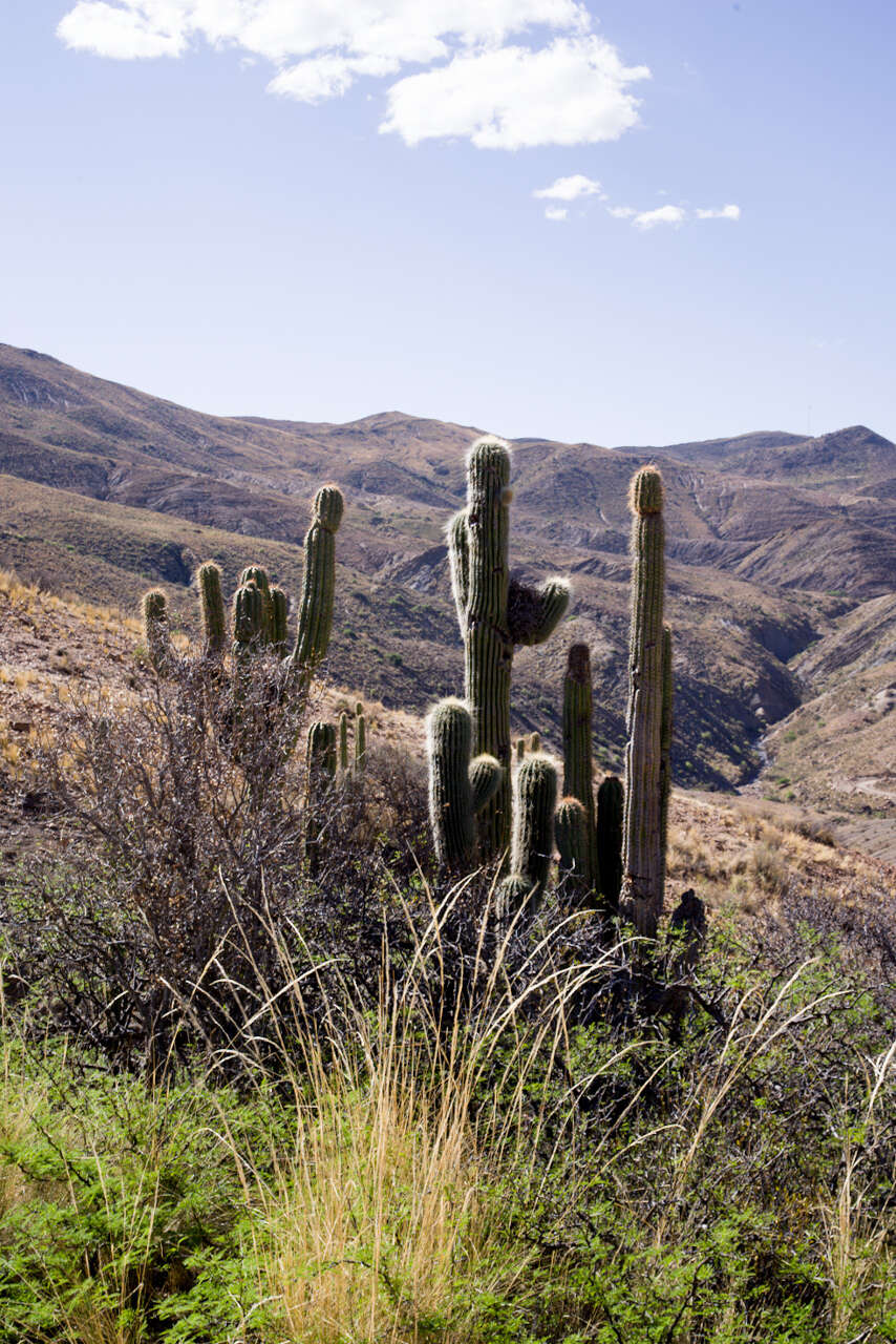 Imagem de Echinopsis tarijensis (Vaupel) H. Friedrich & G. D. Rowley