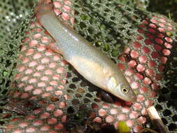 Image of Plains Topminnow