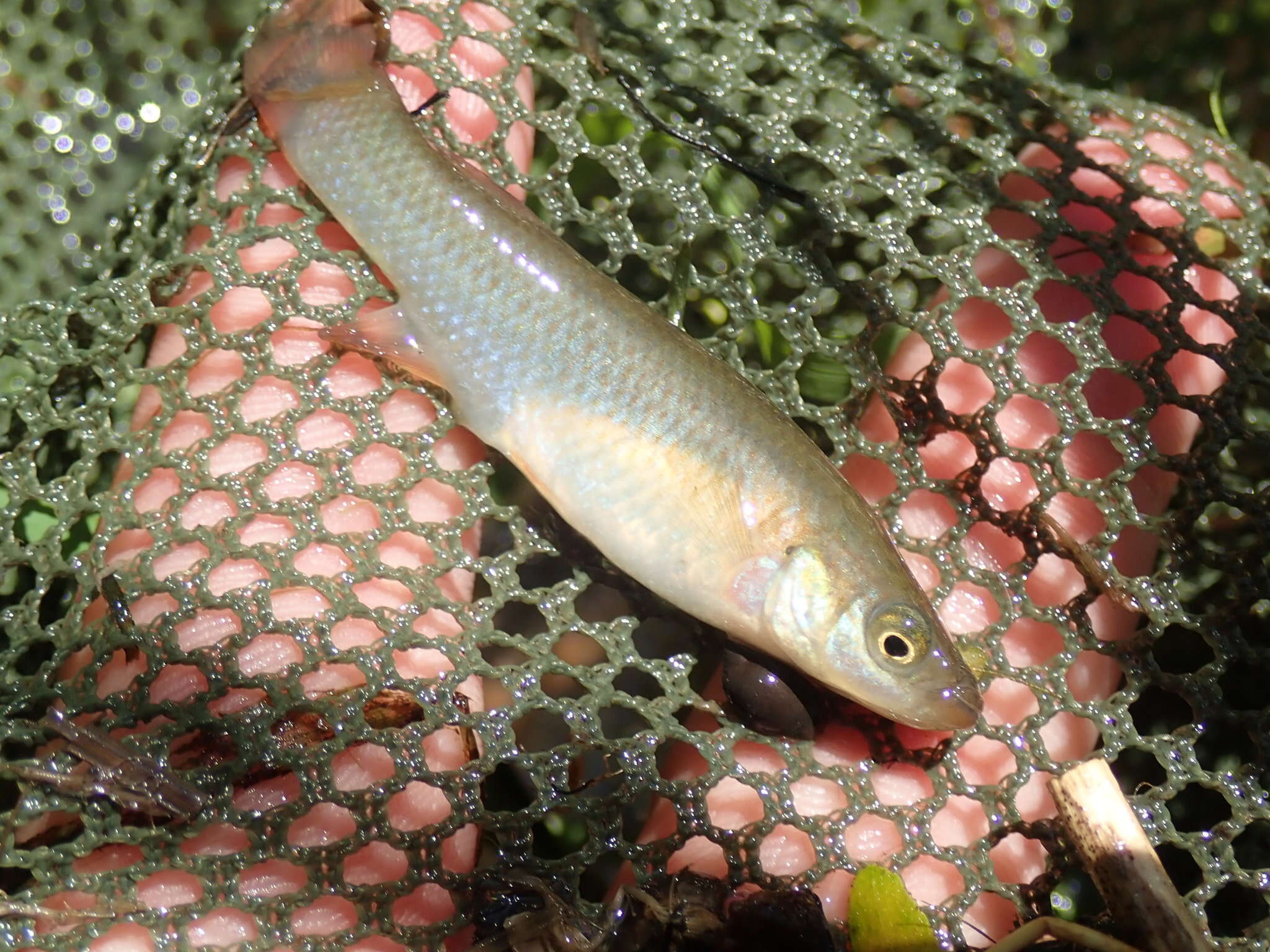 Imagem de Fundulus sciadicus Cope 1865