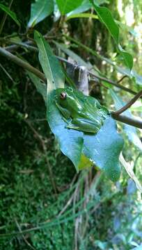 Image of Ankafana Bright-eyed Frog