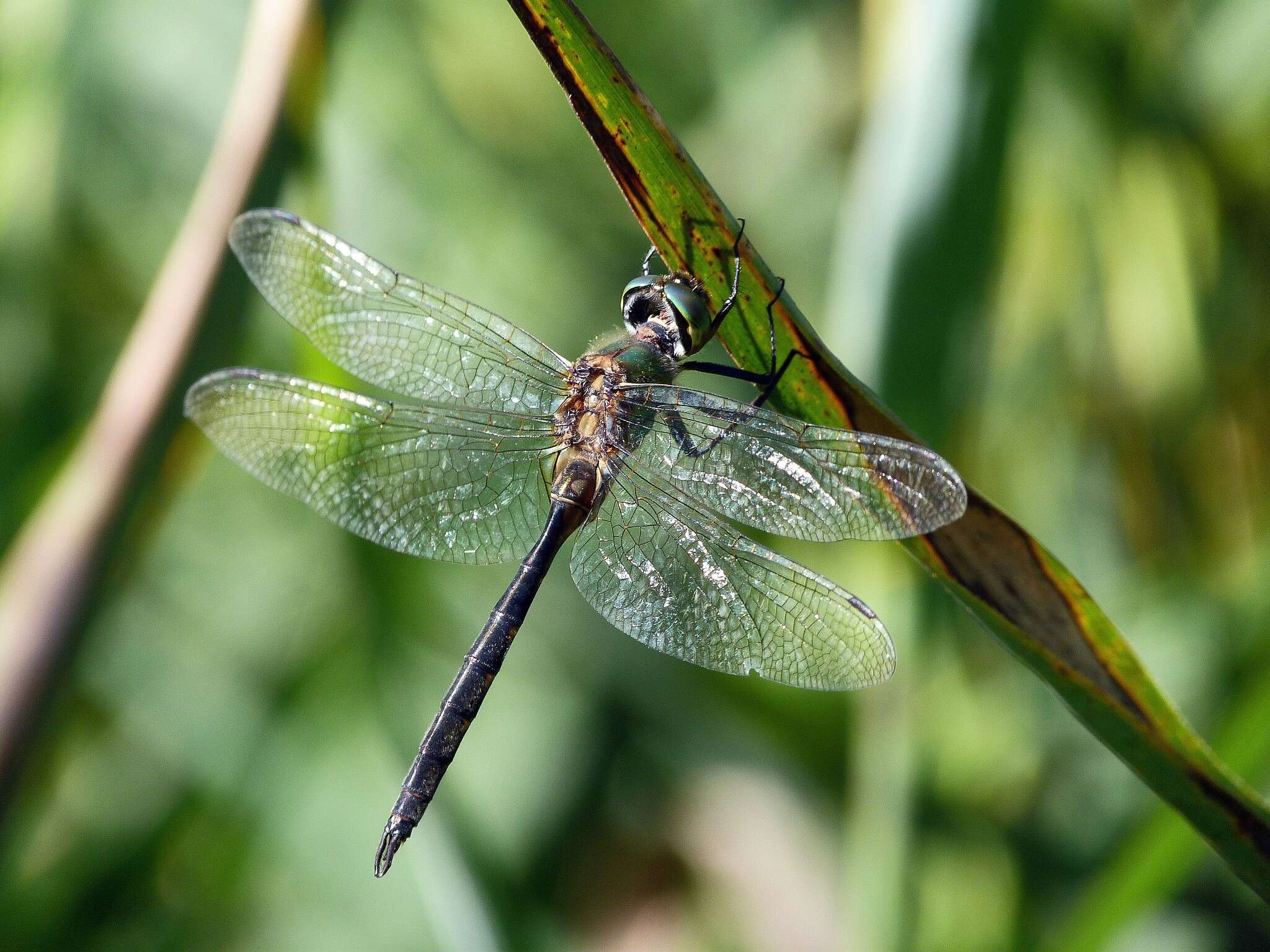 صورة Somatochlora flavomaculata (Vander Linden 1825)