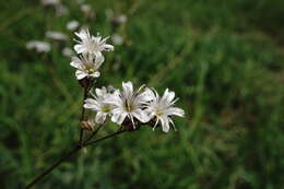 Plancia ëd Gypsophila acutifolia Fisch.