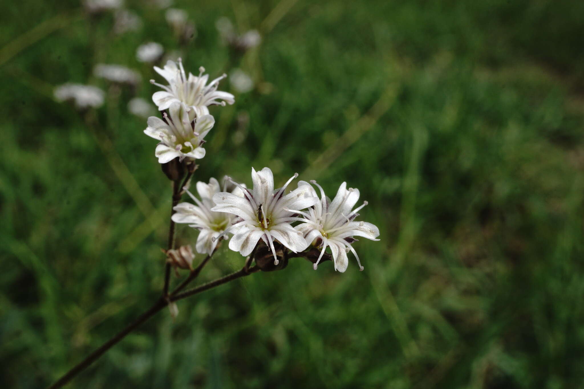 Image of sharpleaf baby's-breath