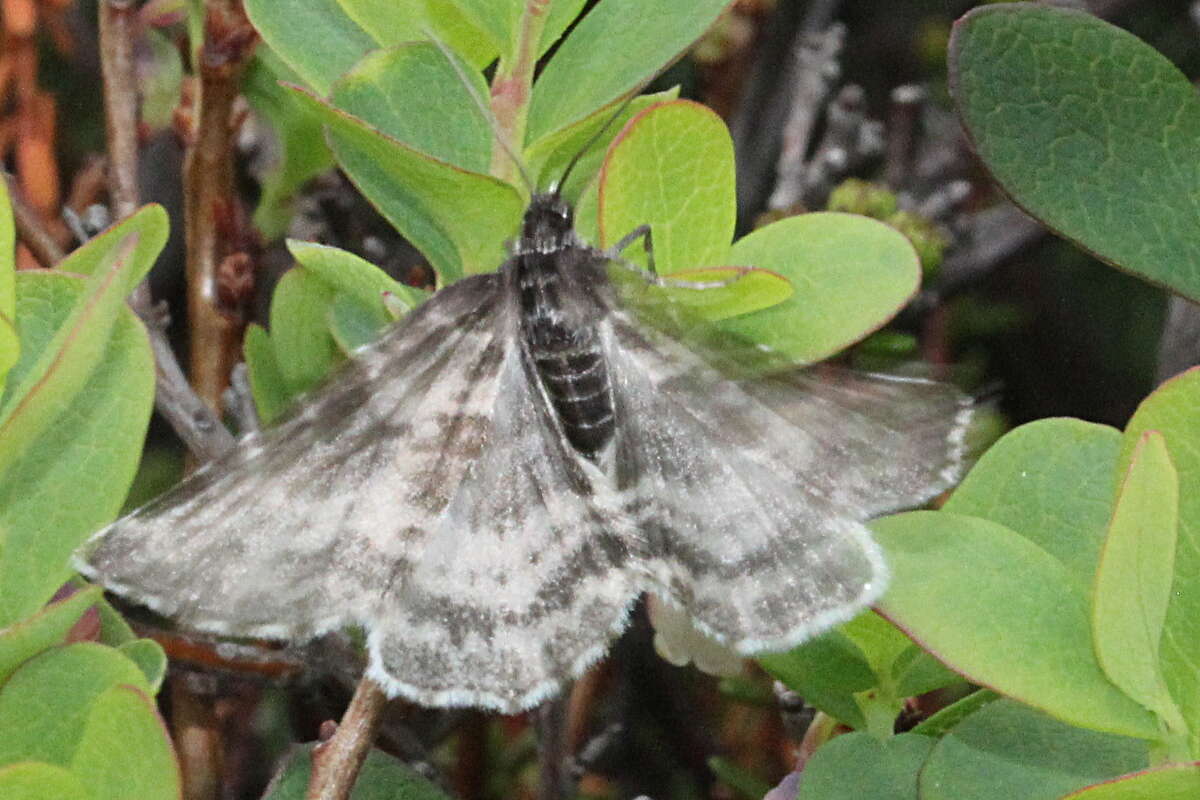 Image of Rheumaptera hastata thulearia Herrich-Schäffer 1848