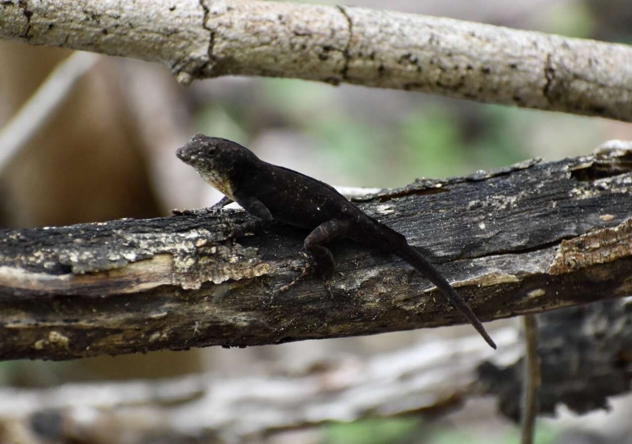 Image of Anolis jubar oriens Schwartz 1968