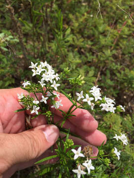 Image of diamond-flowers