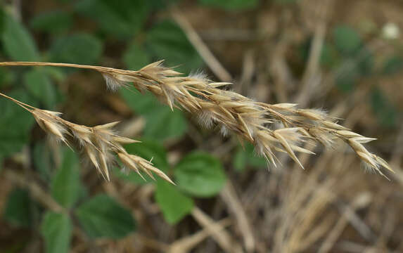 Image de Eriachne triodioides Domin