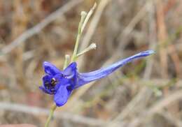 Image of Delphinium gracile DC.