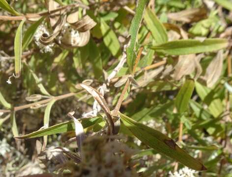 Sivun Stevia lemmonii A. Gray kuva