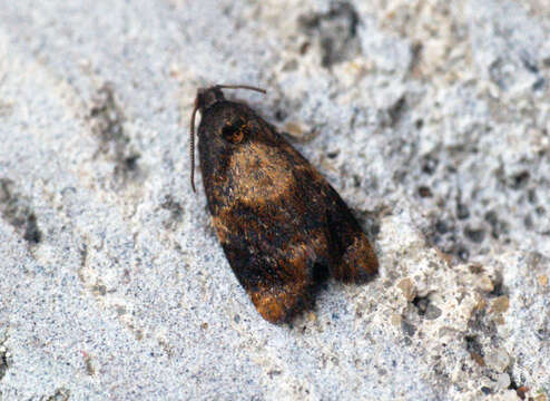 Image of red-barred tortrix