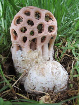 Imagem de Clathrus transvaalensis Eicker & D. A. Reid 1990