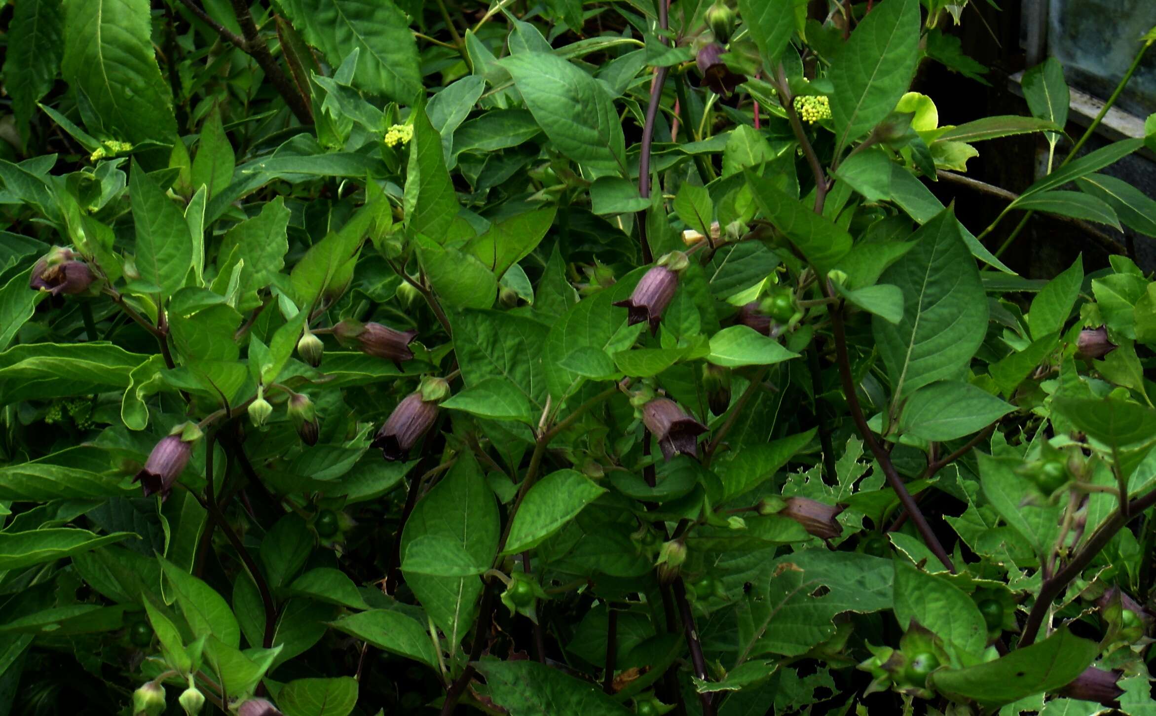 Plancia ëd Atropa belladonna L.