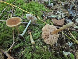 Imagem de Pluteus phlebophorus (Ditmar) P. Kumm. 1871