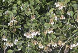 Слика од <i>Arctostaphylos montana</i> subsp. <i>ravenii</i>