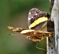 Image of Vanessa hippomene hippomene