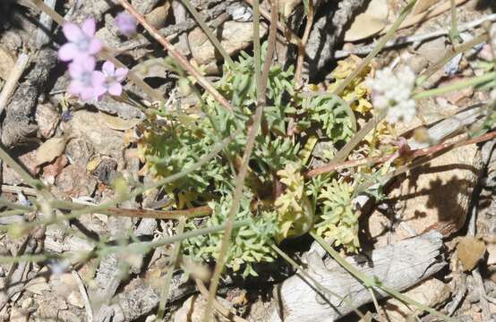 Image of volcanic gilia