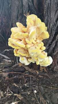 Image of Laetiporus gilbertsonii Burds. 2001