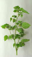 Imagem de Physalis pubescens L.