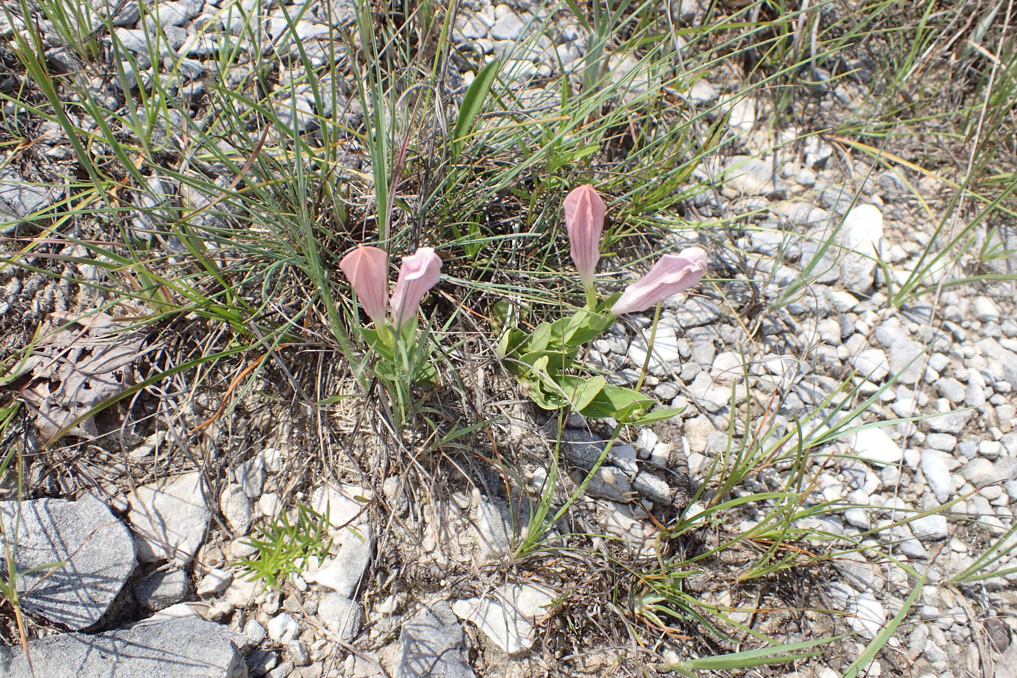 Image of purpleflower pinkroot