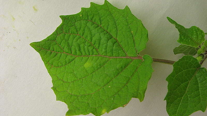 Imagem de Physalis pubescens L.