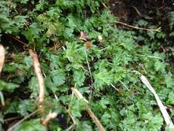 Image of Hymenophytaceae