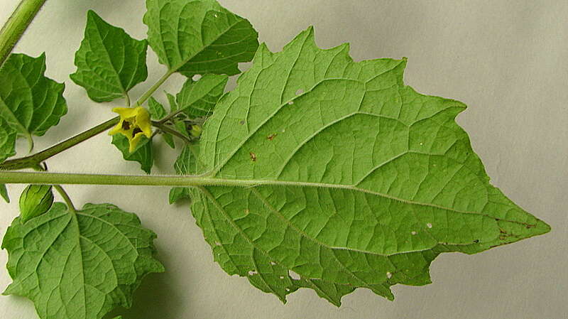 Imagem de Physalis pubescens L.