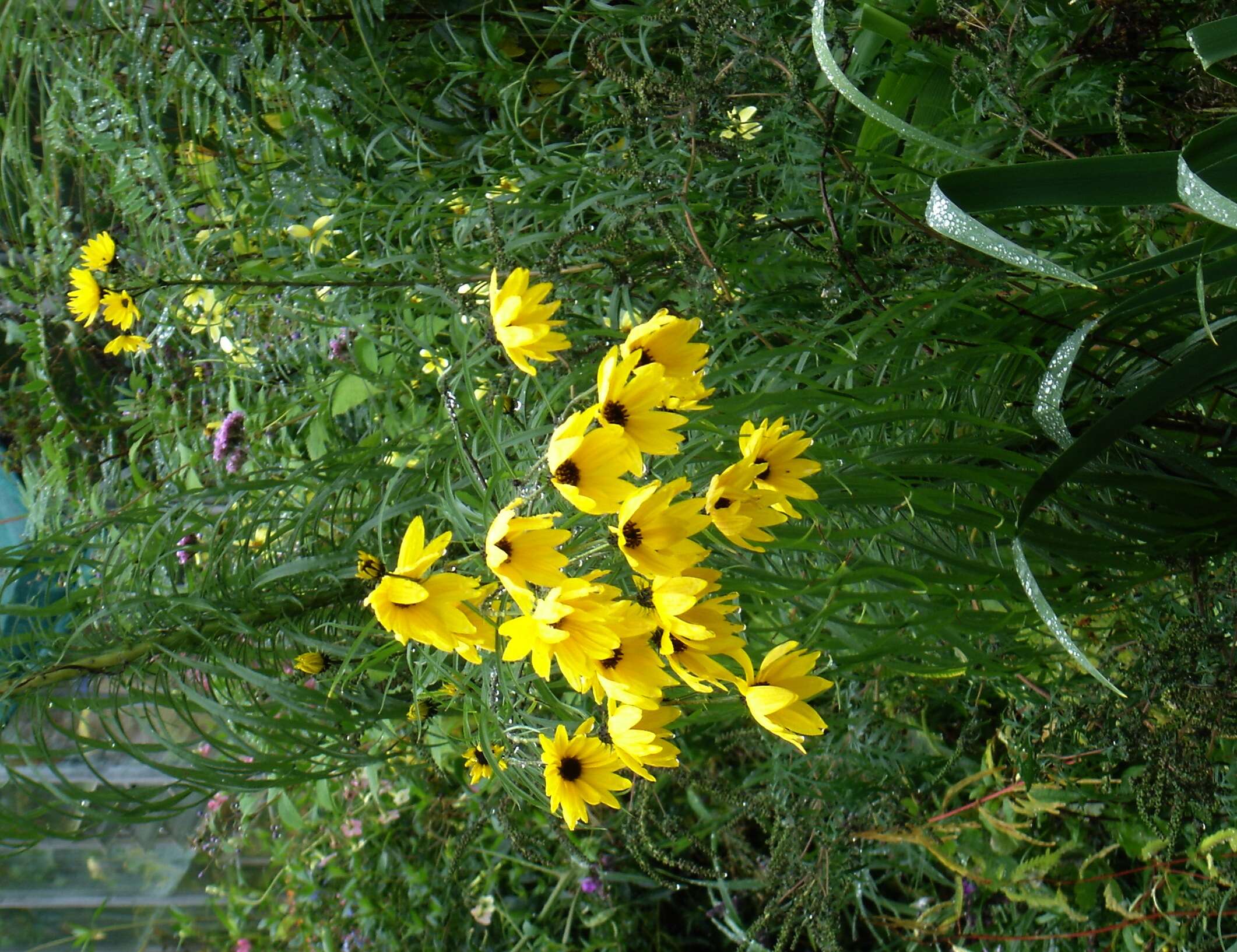 Image of willowleaf sunflower