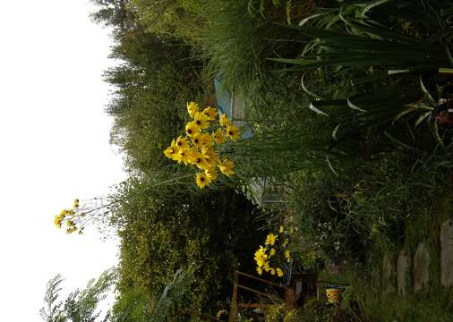 Image of willowleaf sunflower