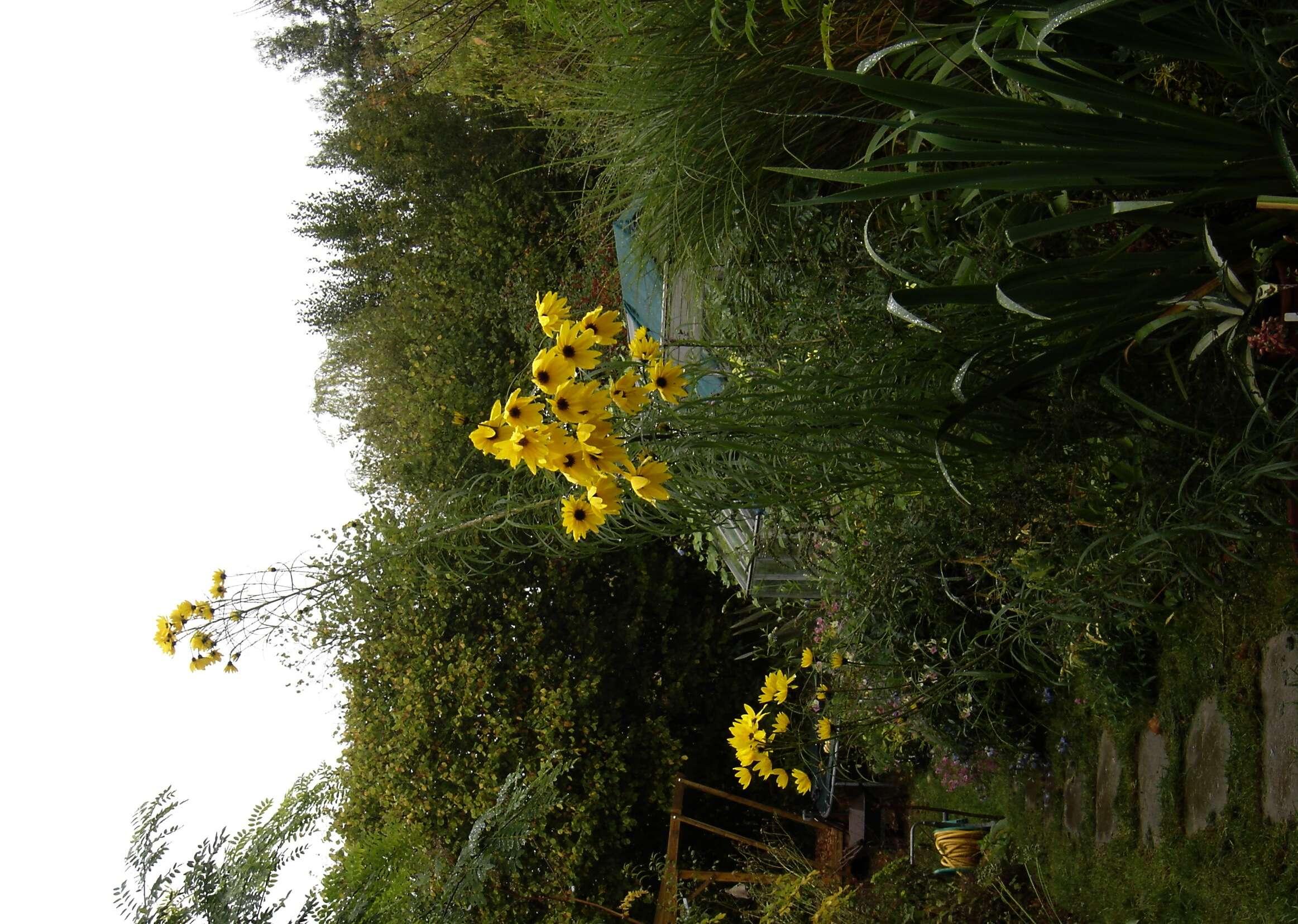 Image of willowleaf sunflower