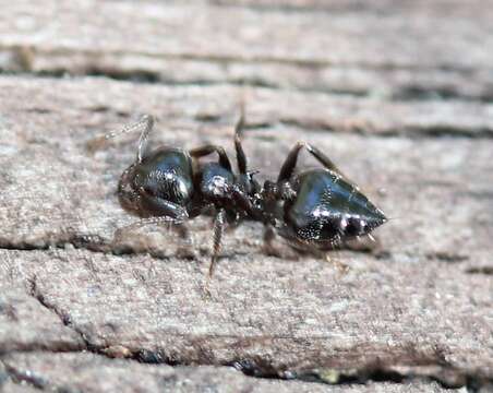 Image of Crematogaster ashmeadi Mayr 1886